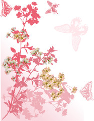 four butterflies and pink sakura flowers