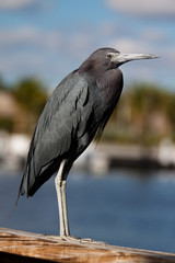 Little Blue Heron