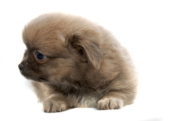 Obraz premium Chihuahua dog on white background