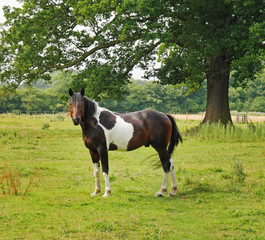 Naklejka na ściany i meble Brown and White Skewbald Horse in a meadow