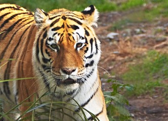 Fototapeta na wymiar Tygrys syberyjski