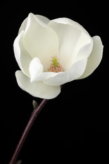 Obraz premium Magnolia heptapeta