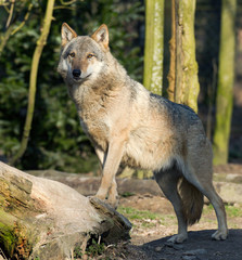 Loup d'Europe - Eurasian Wolf