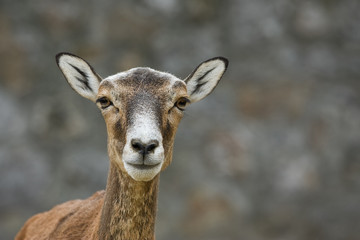 Wild sheep - mouflon