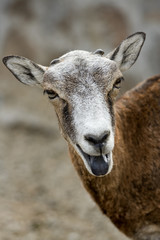 Wild sheep - mouflon