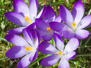 purple crocus