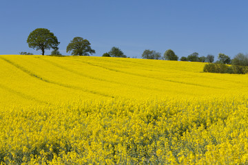 Landschaft mit bl&uuml;henden Rapsfeldern unter blauem Himmel
