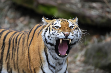 Fototapeta premium Tygrys