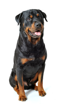 rottweiler assis