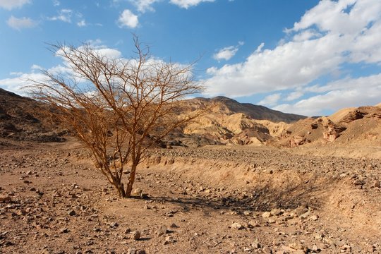 Desert landscape with dry acacia tree