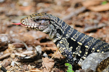 Golden Tegu
