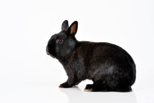 schwarzer Hase