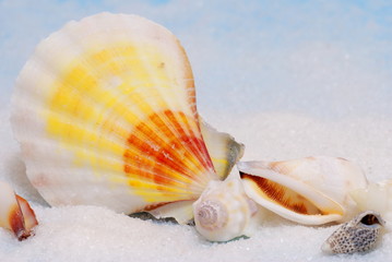 Colorful seashells on white sand