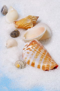 Little group of seashells