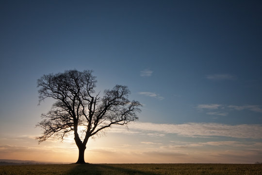 Silhouetted tree on a hilltop at sunset