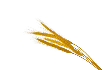 spikelets