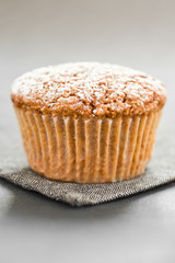 Muffin on Grey