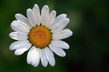 Fototapeta premium daisy in the grass