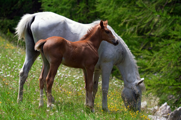 Fototapeta premium horses grazing in a prairie