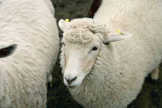 white wooly sheep