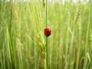 Biedronka © diconster