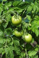 Tomaten