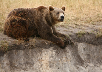 Brown bear