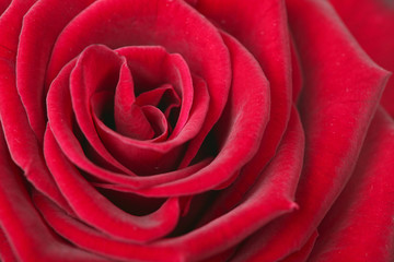 rose background