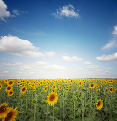 Fototapeta premium sunflower field