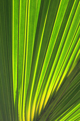 Obraz premium Palm tree