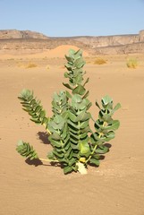Plante dans le desert, Libye