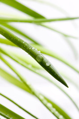 Obraz premium Water drops