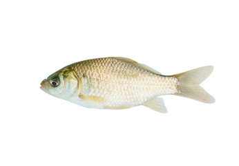 Small crucian isolated on white background