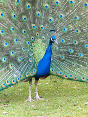 Obraz premium Pfauenrad