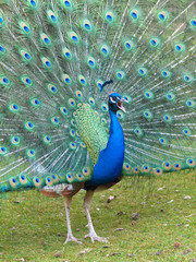 Obraz premium Pfauenschrei