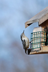 Nuthatch at feeder