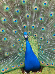 Obraz premium Pfauenrad