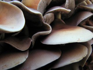 champignons multiples