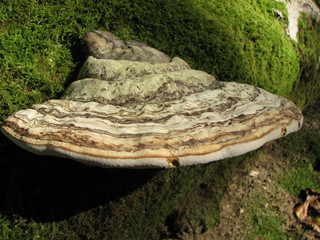 champignon sur arbre