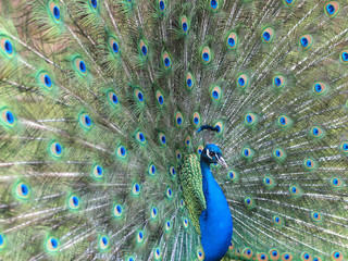 Obraz premium Pfauenrad