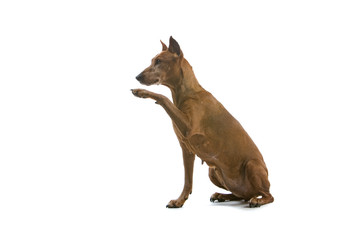 old brown doberman with a paw up