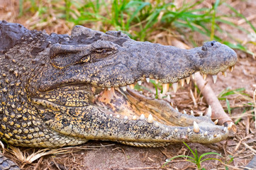 Fototapeta premium crocodile