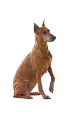 side view of a old brown doberman