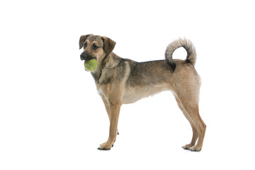 side view of a mixed breed dog