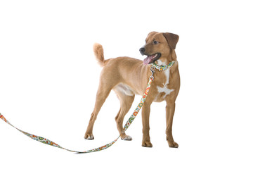 austrian short haired pinscher dog