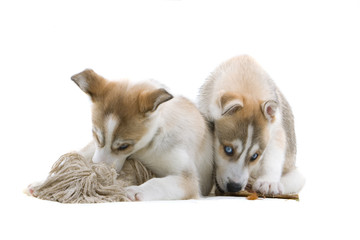 two cute siberian huskies playing