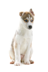 One lovely husky puppy  sitting down