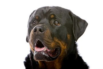 Obraz premium rottweiler head
