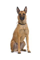 Belgium Shepherd (Malinois)