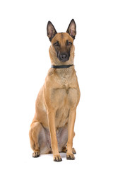 Belgium Shepherd (Malinois)
